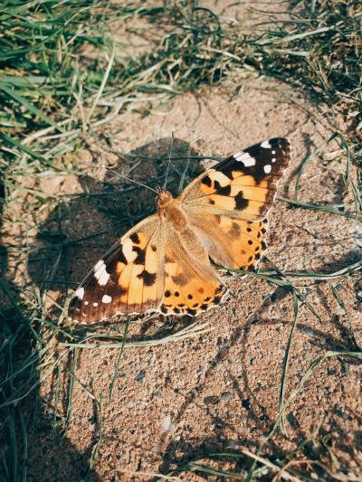 Anelis - @Anelis: Czy motylu wolno plusiku? (｡◕‿‿◕｡)
#smiesznypiesek #zwierzaczki #z...