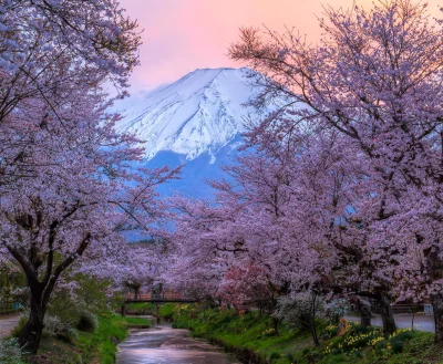 Lookazz - #dziendobry w ten słoneczny poranek (ʘ‿ʘ) 
 Fuji - Sakura - Sunset
#dzaponi...