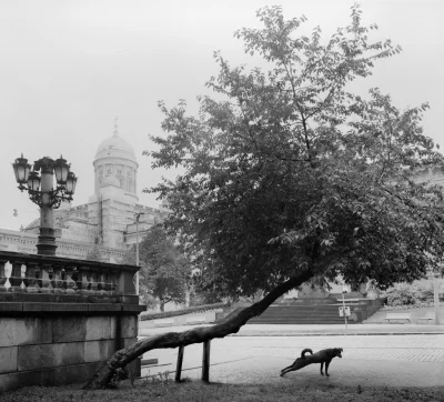 pokrakon - #fotografia #finlandia #smiesznypiesek

fot. Pentti Sammallahti - Helsin...