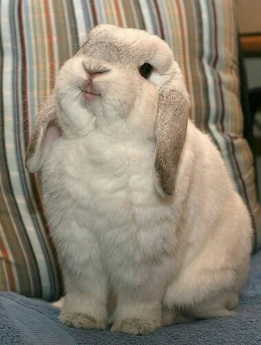 Siaa - Popatrz na tego króliczka, uśmiechnij się. 

**Karny uśmiechnięty króliczek za...