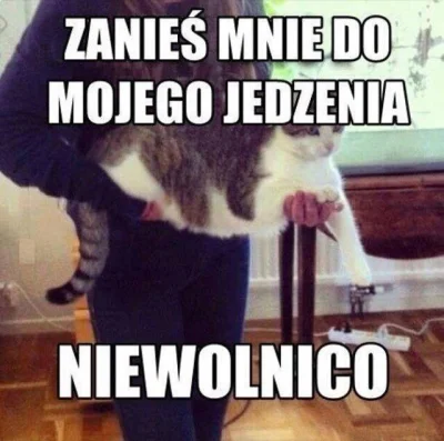 FelisViridis - Zbędne straty energii są niepożądane ( ͡° ͜ʖ ͡°)
#koty #kot #heheszki...