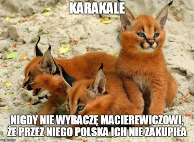 maxx92 - #heheszki #polityka #humorobrazkowy #caracale