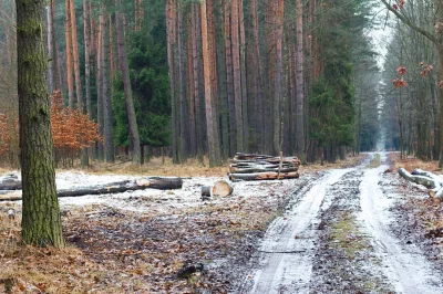 areksamotnik - Już nie umiem się doczekać pięknego widoku lasu w śniegu. #bushcraft #...