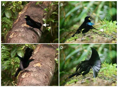 Lifelike - Nowy gatunek rajskiego ptaka #biologia #ornitologia #ptaki
Wojsiłki – naj...