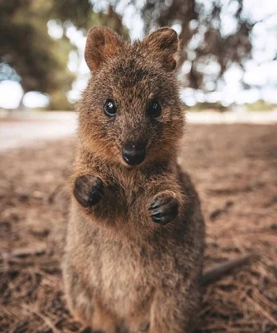 aloszkaniechbedzie - #quokkanadzis #quokka #zwierzaczki