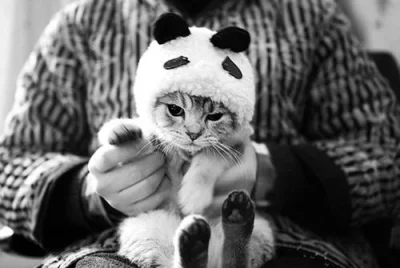 pandalogist - #koty #zwierzaczki #pandysazajebiste
