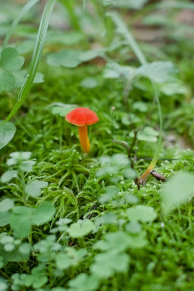 koraki - Hej Mirki, wie ktoś co to za grzybek?

#bialowieza #grzyby #kiciochpyta #p...