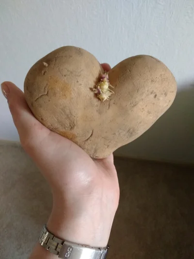 panipielegniarka - Kocham cię ziemniaku ( ͡° ͜ʖ ͡°)
#pokazkartofla #heheszki