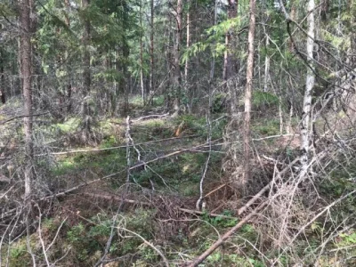 r.....9 - Szwedzkie lasy nie są czyszczone, tak jak w Polsce, dlatego pożar ma idealn...