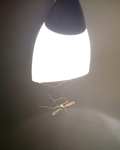 bamsebjorn - Mirki potrzebuję rady. Mam lampę której od dawna nie używałem i teraz ja...