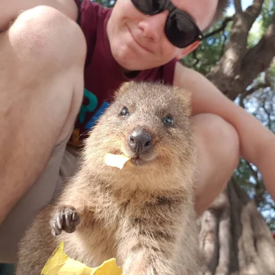 mfek00 - Dzisiaj kuoczka uchwycona w pół kęsa ( ͡° ͜ʖ ͡°)
#quokka #quokkanadzis #zwi...