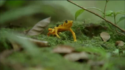 mozaika - #zaba #zababoners 


 The golden frog appears to socialize with other amphi...