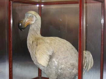 Megazord3000 - Dodo z portugalskiego, oznacza Idiota ( ͡° ͜ʖ ͡°) #ciekawostki #dodo #...