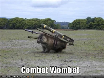 goferek - #wombat #smiesznywombat
