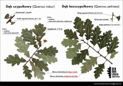 Lifelike - #nauka #biologia #dendrologia #drzewa #las #przyroda #infografika #liganau...