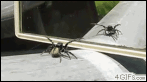 bart606 - Patrzcie jaki przyjacielski pajączek :3



#pajaki #gif #ocieplaniewizerunk...