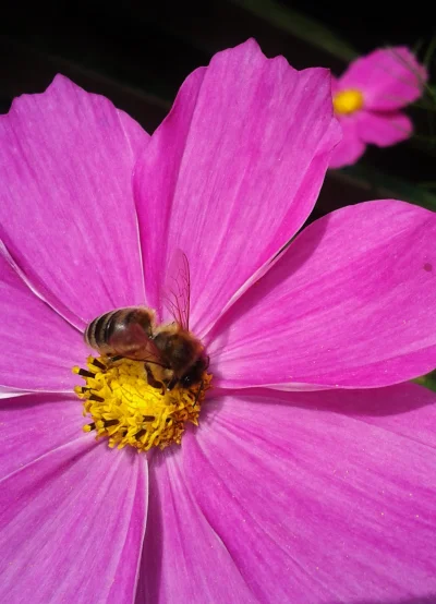 M.....k - #zwierzeta #zwierzaczki #owady #pszczoly #natura #przyroda