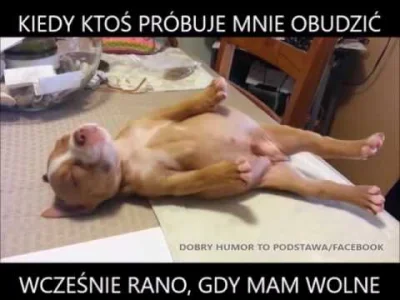 CwanyKurczak - #heheszki #smiesznypiesek #humorobrazkowy #humor