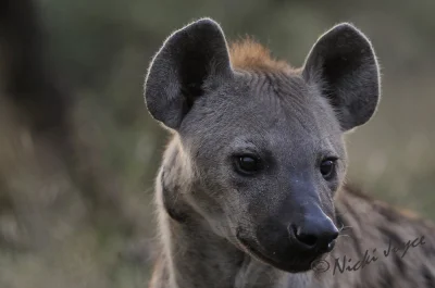 Ciekawska_Genetta - A ludzie mówią, że to hieny są brzydkie... widocznie nie wiedzą j...