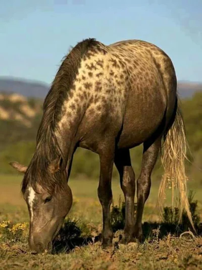 Kodia - Koń o bardzo ciekawym umaszczeniu :) 
#konie #zwierzeta #zwierzaczki