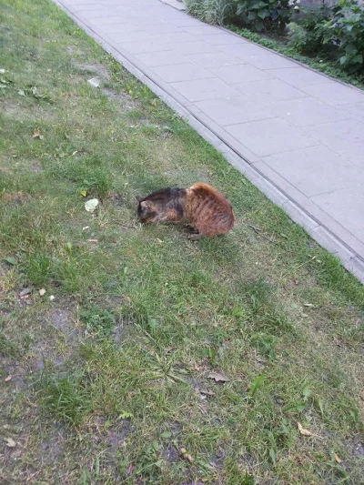 Andruskill - Takiego kota na ulicy spotkał kolega ᶘᵒᴥᵒᶅ