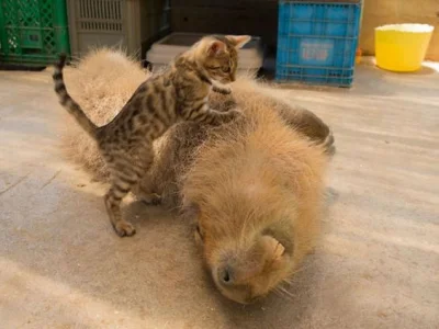 l-da - #kapibary #koty #zwierzęta #zdjęcia #fotografie