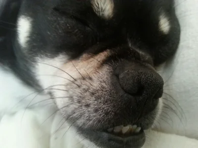 leworwel - Jak on słodko śpi <3 

#smiesznypiesek #maksiospam #psy #pokazpsa #zwierza...