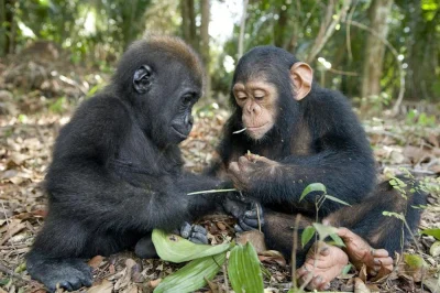 yggdrasill - Gorylątko i szympansiątko dzielą się jedzeniem.
#przyroda #czlekoksztal...