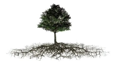 RobertTyward - Wyzwaniem będą tak duże drzewa i gęsta roślinność na podstawie grubośc...