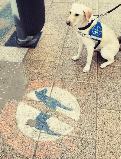 t.....i - Jak to znak ogranicza mnie przecież jestem przewodnikiem mam prawo chodzić ...