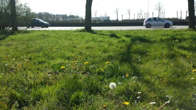 Out0fControl - W Antwerpii trawniki już są pokryte mleczami, na drzewach spore pączki...