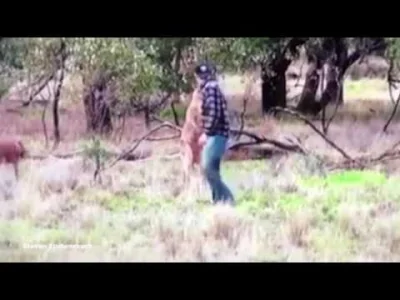 bambalalu - 1. Australia
2. kangur atakuje Twojego psa
3. idziesz na solówe z kangu...
