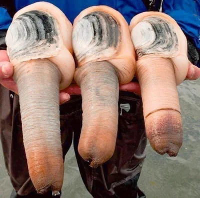 angela09 - Geoduck (Panopea generosa) to gatunek małży. Występuje na zachodnim wybrze...