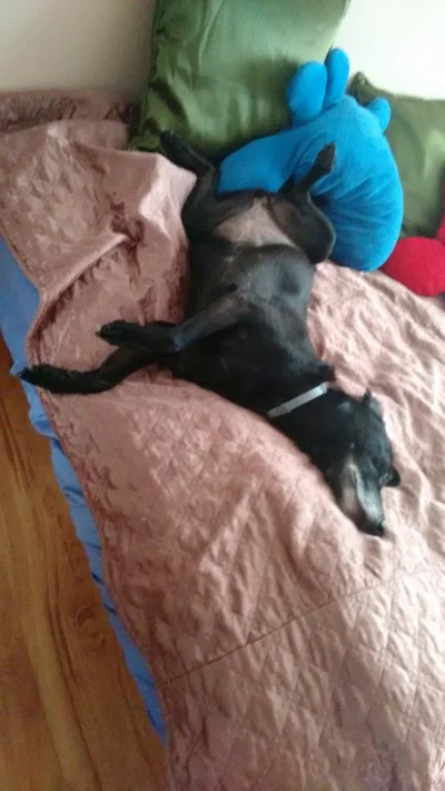 tab04 - @czolgistka93 moja czarno-siwa plama pozdrawia! :)