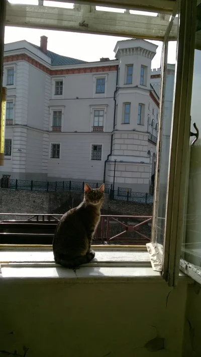 kornowski - #koty #pokazkota #bielskobiala