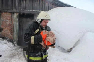 groszek71 - #zwierzaczki #trzodachlewnaboners
Mało brakowało, a strażacy to najlepsi...