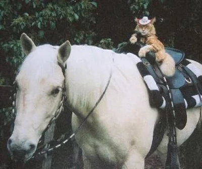 8.....1 - @psposki: Koty podróżujące na koniach potrafią zwiedzić całą Amerykę.