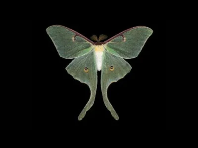 KocieTruchlo - Burial & Four Tet - Moth

#muzyka
#muzykaelektroniczna