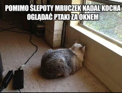 pataaa - #koty #humorobrazkowy #heheszki