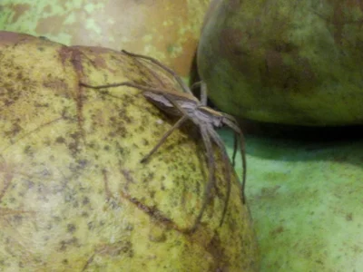 MistrzowskaAnaliza - Taki kolega wypełznął spod owoców w Carrefourze, ktoś into pająk...