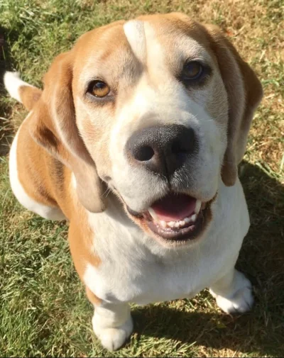 Faciobomba - Słodki bigolek 
#smiesznypiesek #beagle #codziennypjesek