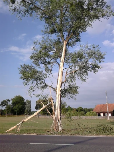 goblin21 - A tak rano #!$%@?ął piorun w drzewo u mnie na wsi.
#burza #piorun