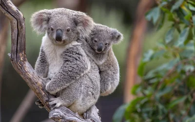 a....._ - to ja jako zwierzątko (ta mniejsza) (｡◕‿‿◕｡) #slodkiezwierzatka #koala