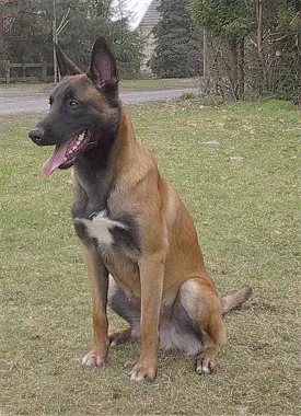 franaa - @Gother: Zobacz Malinois. Przezajebiste.