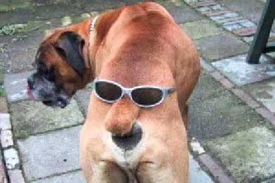Flexo - @BArtus: Pies w okularach wygląda bardziej inteligentnie.