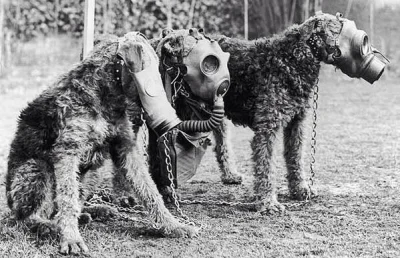 HaHard - Psy noszące maski gazowe, WWII

#hacontent #historia #zwierzaczki #drugawo...