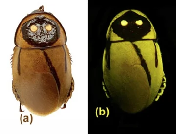 rumulusparaliticusXVI - > The possibly extinct Lucihormetica luckae, which oddly rese...