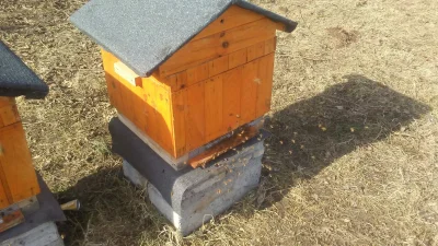 w.....y - @rally pszczoly nie wierzą ze dlugo bedzie zimno bo zaczely sprzątać w ulu ...
