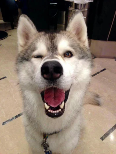 C.....r - ;)
#husky #smiesznypiesek #zwierzaczki