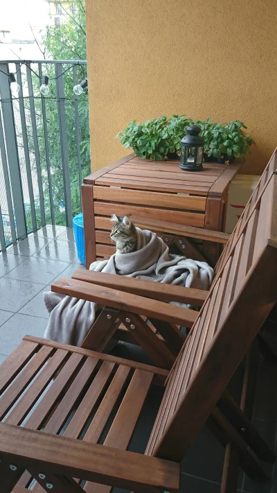 Grizwold - Lubi siedzieć na balkonie ale dzisiaj jest trochę chłodno... 
#pokazkota #...